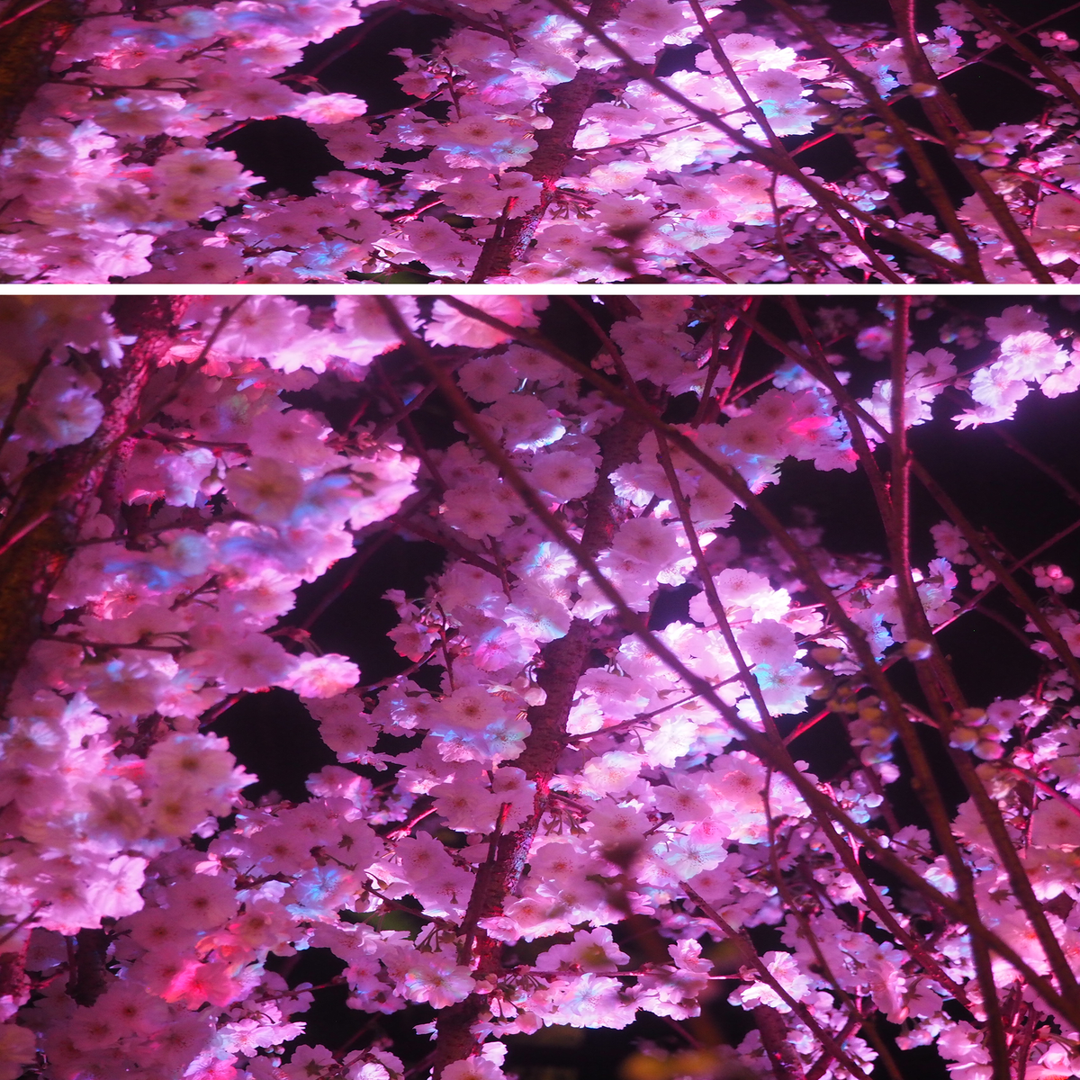 Blush Blossoms
