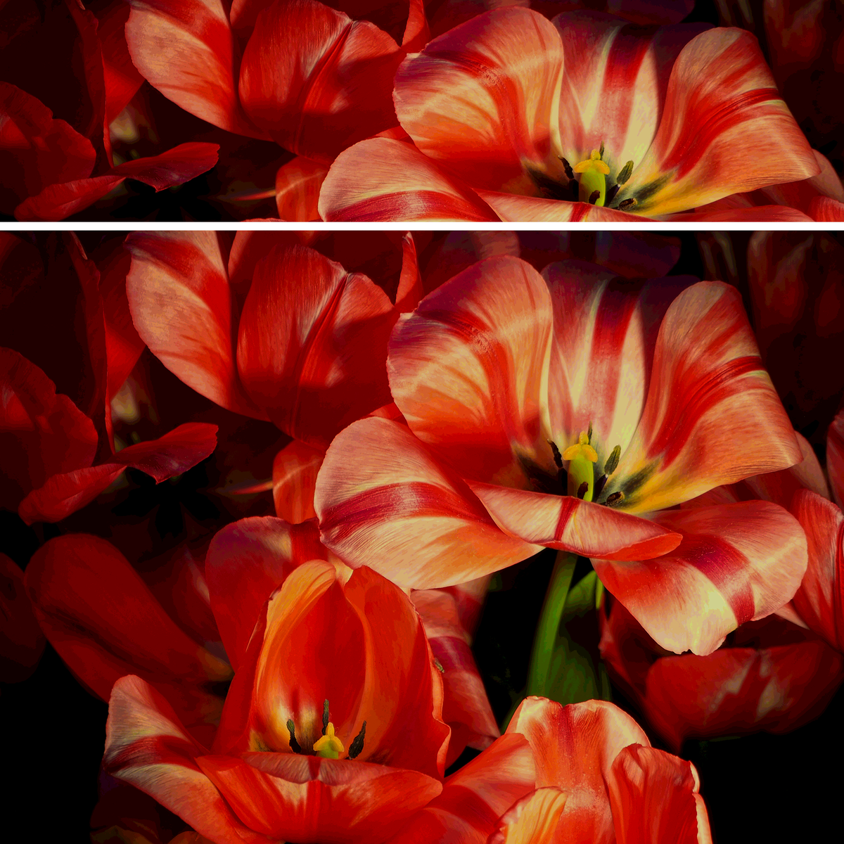 Candy Flowers