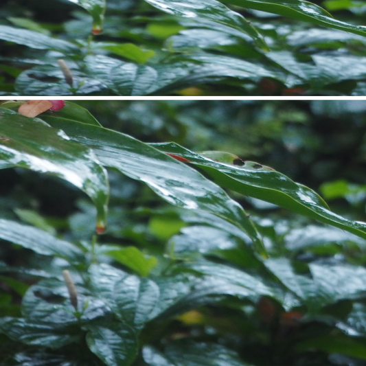 Dark Green Leaves