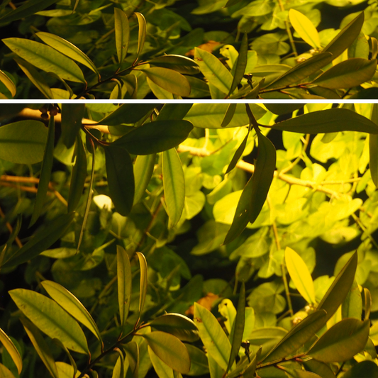 Bright Leaves
