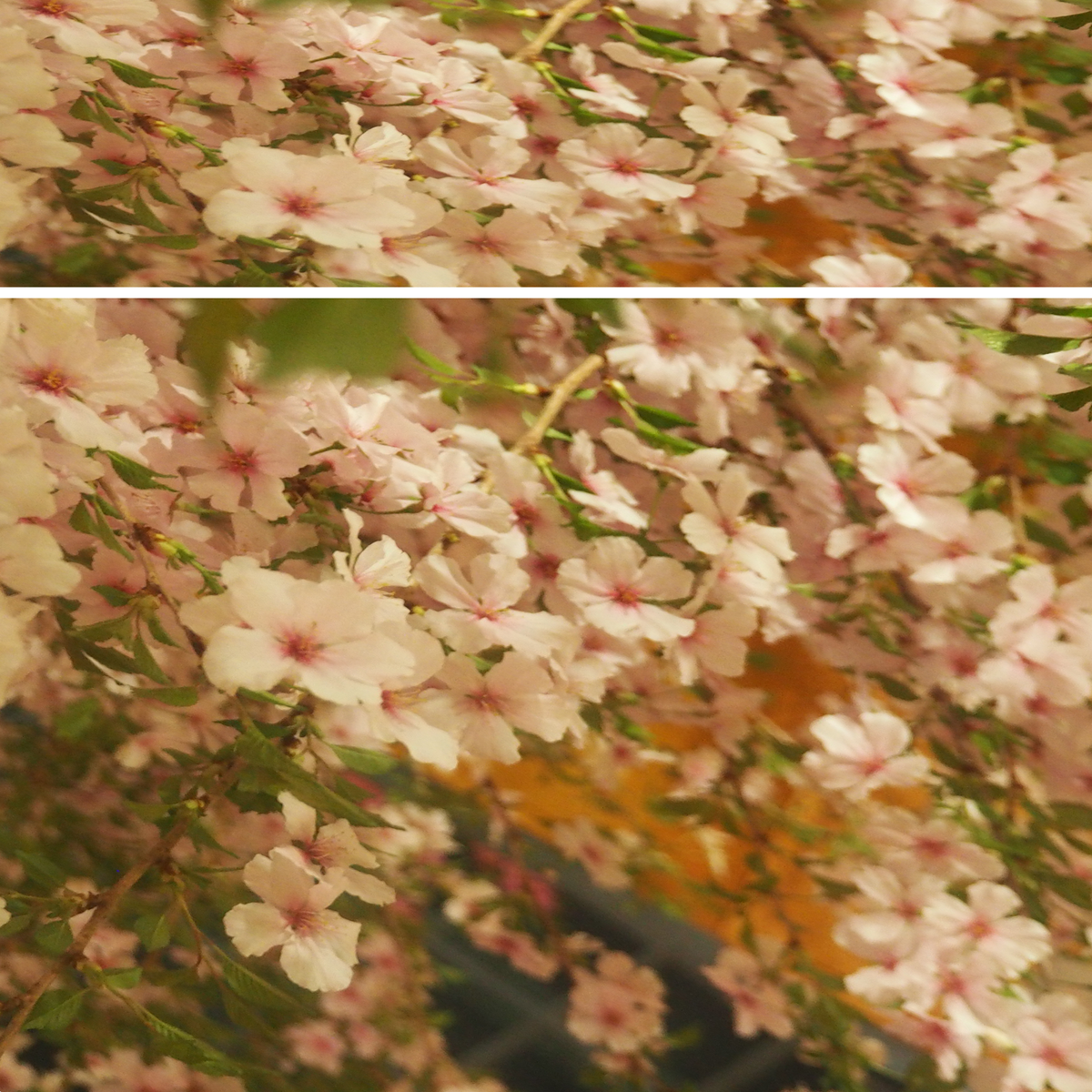 Spring Blossoms