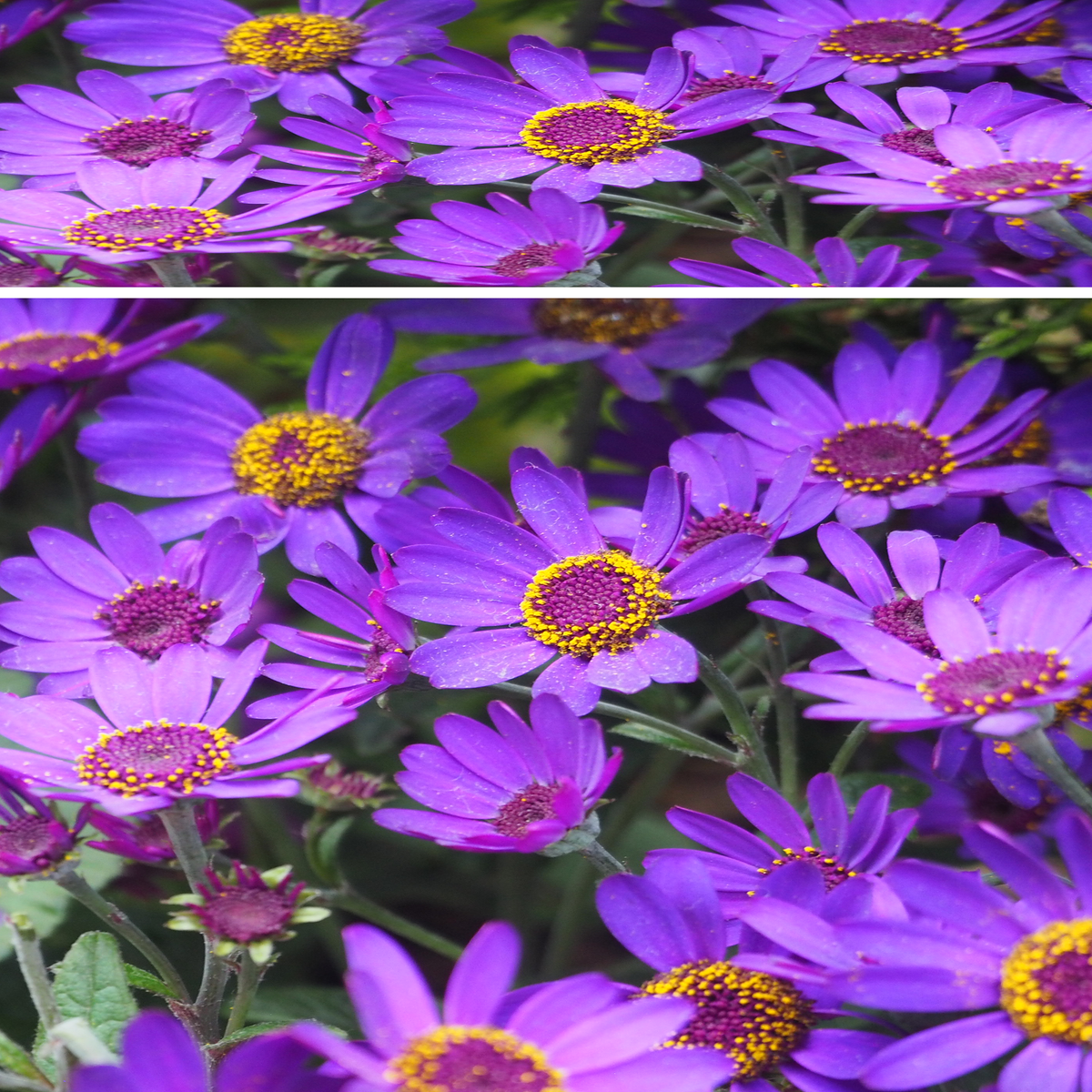 Violet Blooms